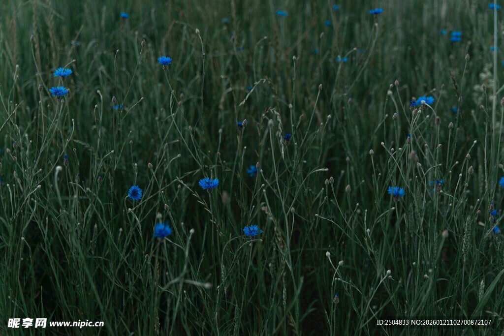 蓝花点缀的翠绿草地