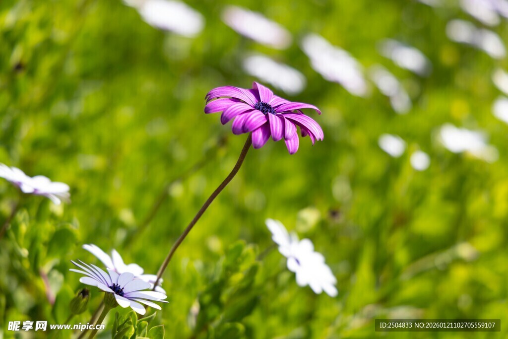 紫色雏菊绽放于绿草地