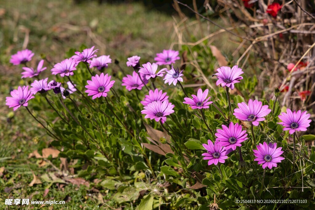 紫色小花绽放于草地
