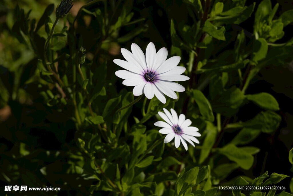 两朵清新小白花绽放绿叶间