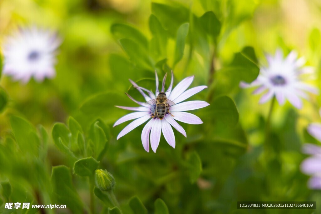 绿叶丛中的清新小白花