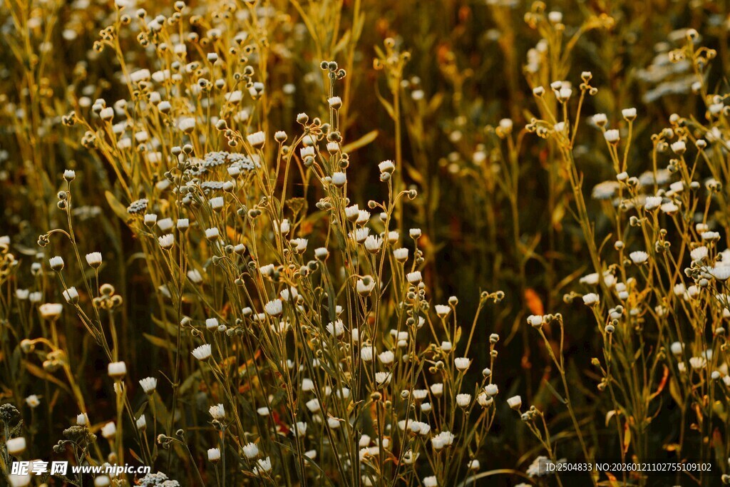 秋日阳光下的金色草丛