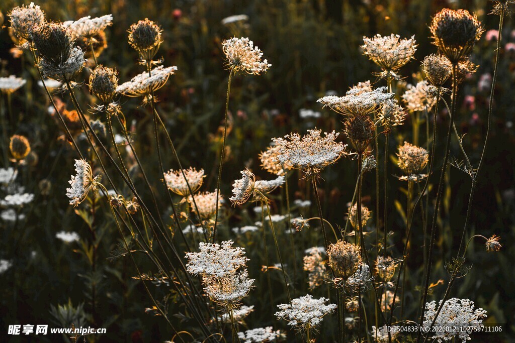 阳光下绽放的美丽雏菊