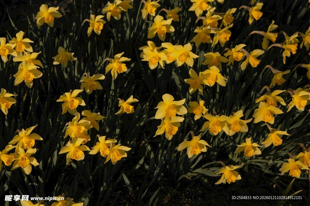 金黄小花绽放生机