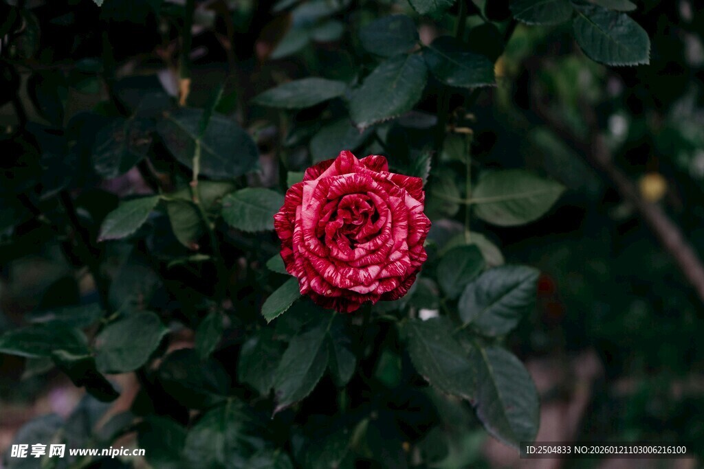 娇艳红玫瑰绽放绿叶间