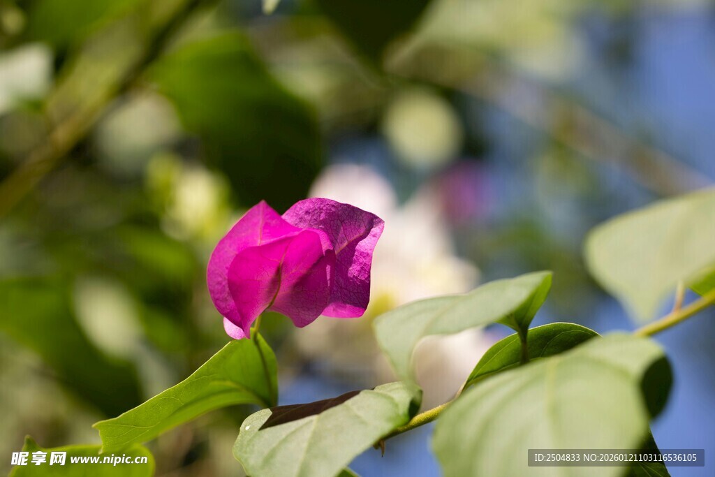 娇艳双色花绽放