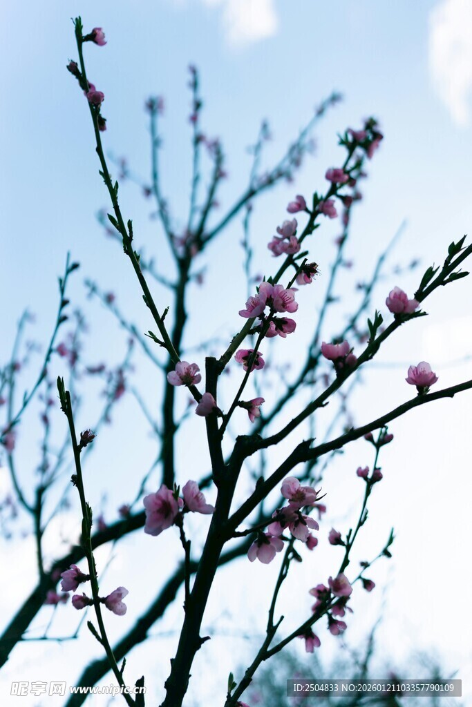 枝头绽放的粉嫩桃花