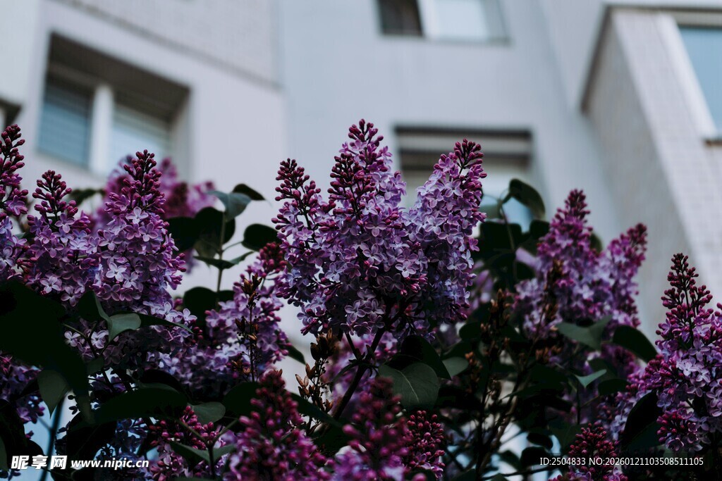紫丁香绽放于建筑旁