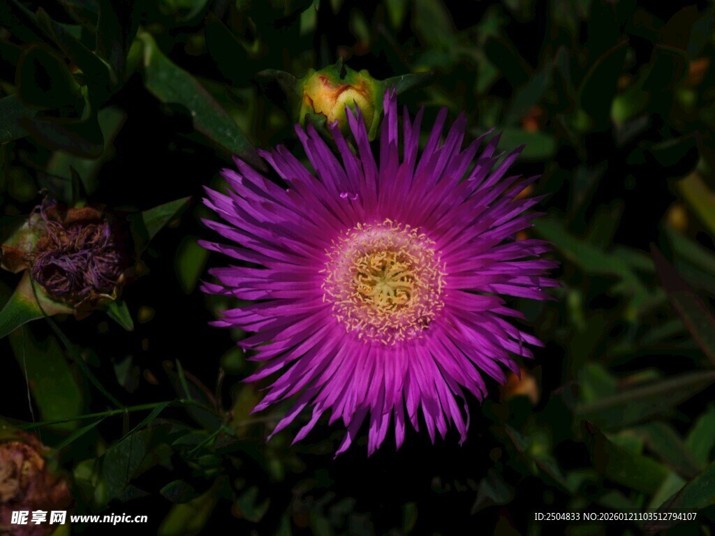 紫色艳丽花朵特写