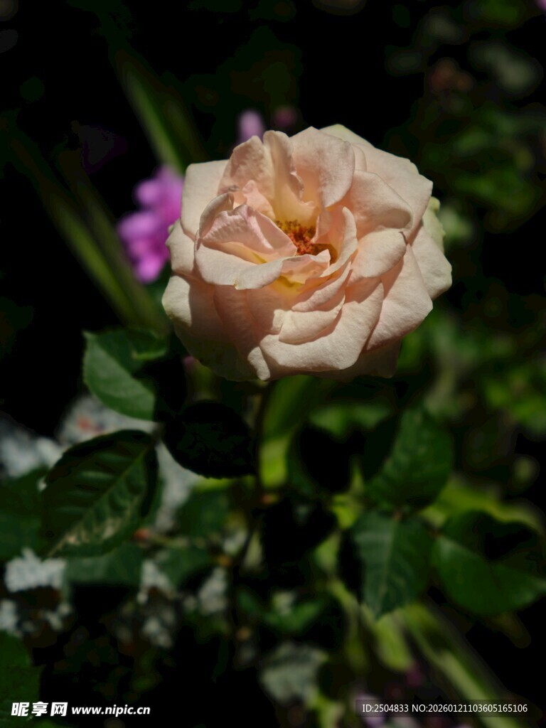 娇艳绽放的浅粉色月季花