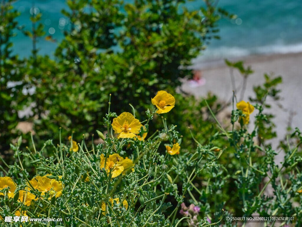 海边绽放的黄色小花