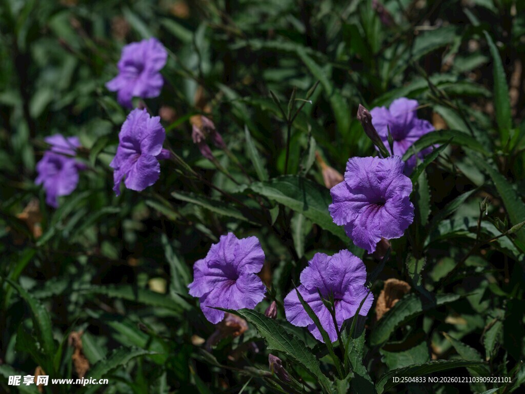 紫色小花绽放于绿叶间