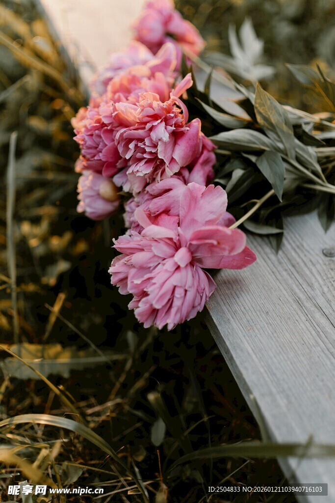 粉色芍药绽放于草地旁