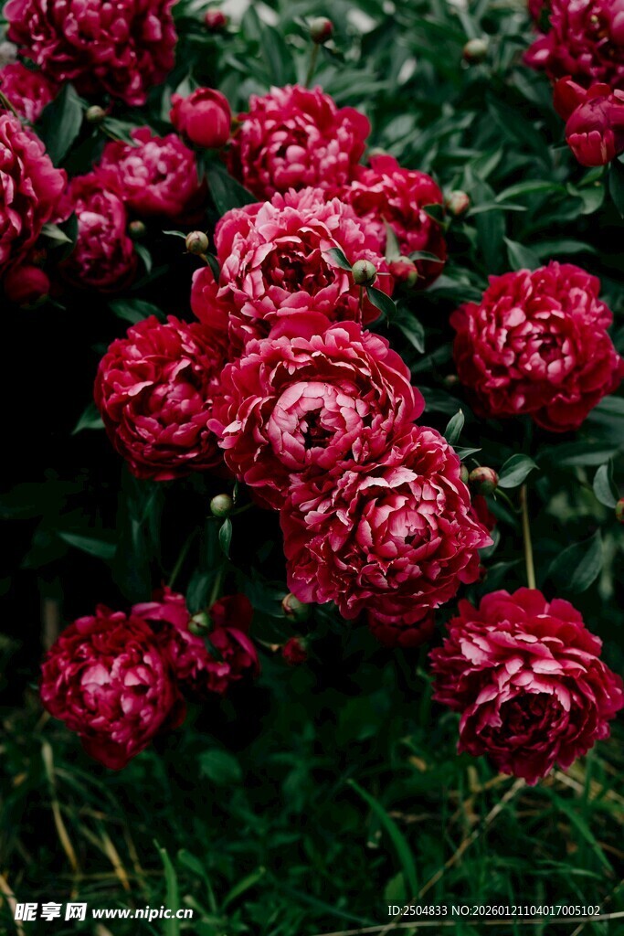 深红花朵绽放于绿丛中