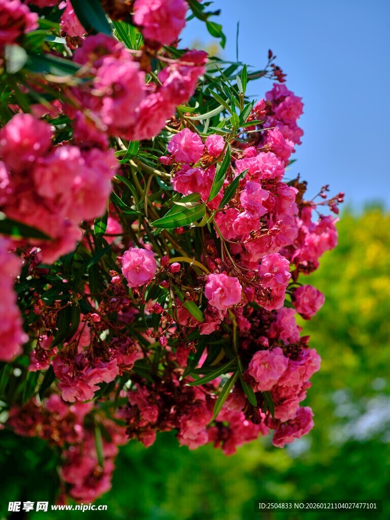 娇艳盛开的粉红色花朵