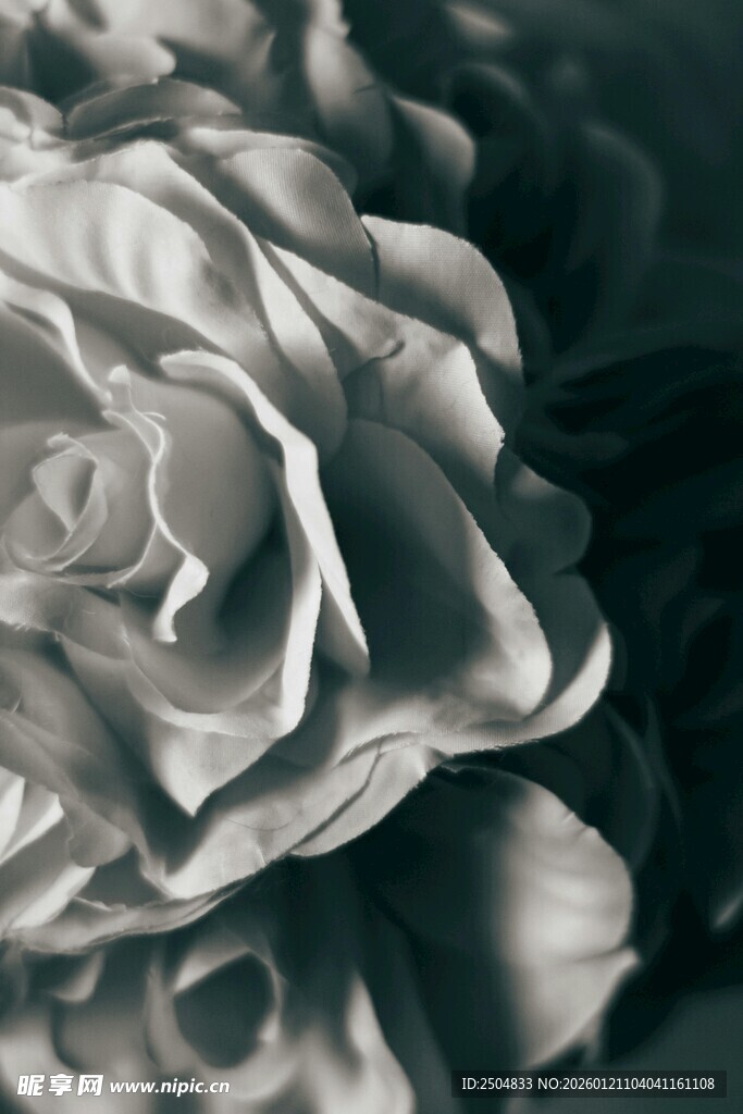 黑白质感的优雅玫瑰花