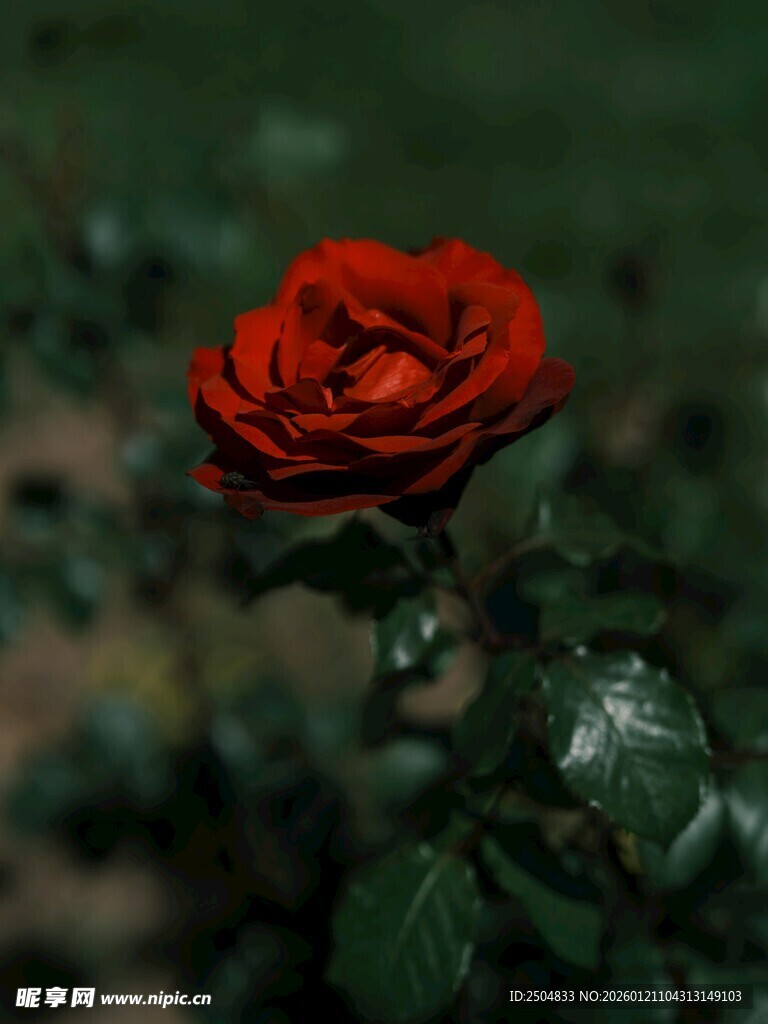 娇艳红玫瑰绽放于绿植间