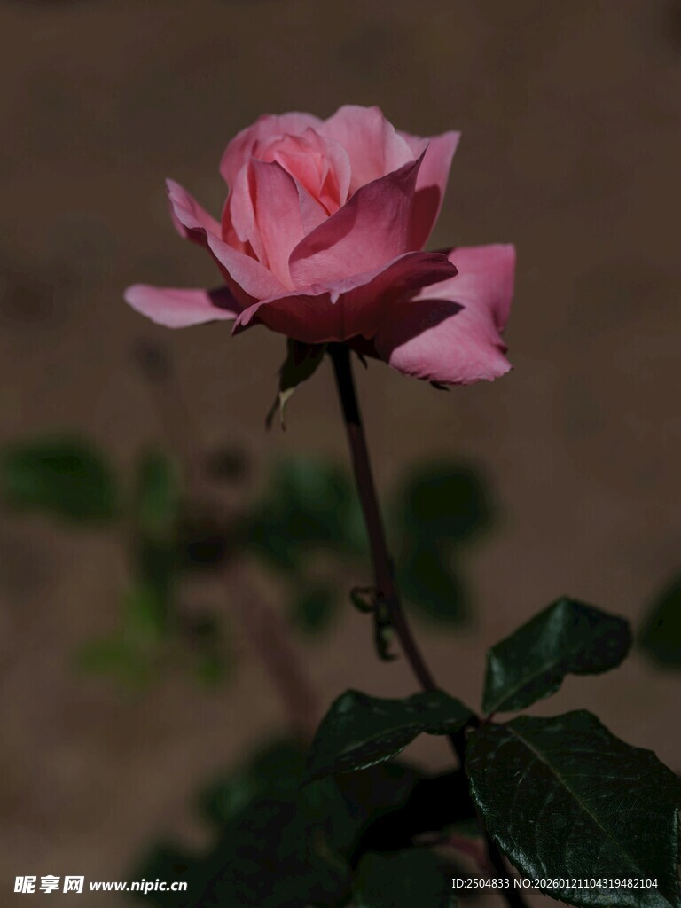 娇艳粉色月季花