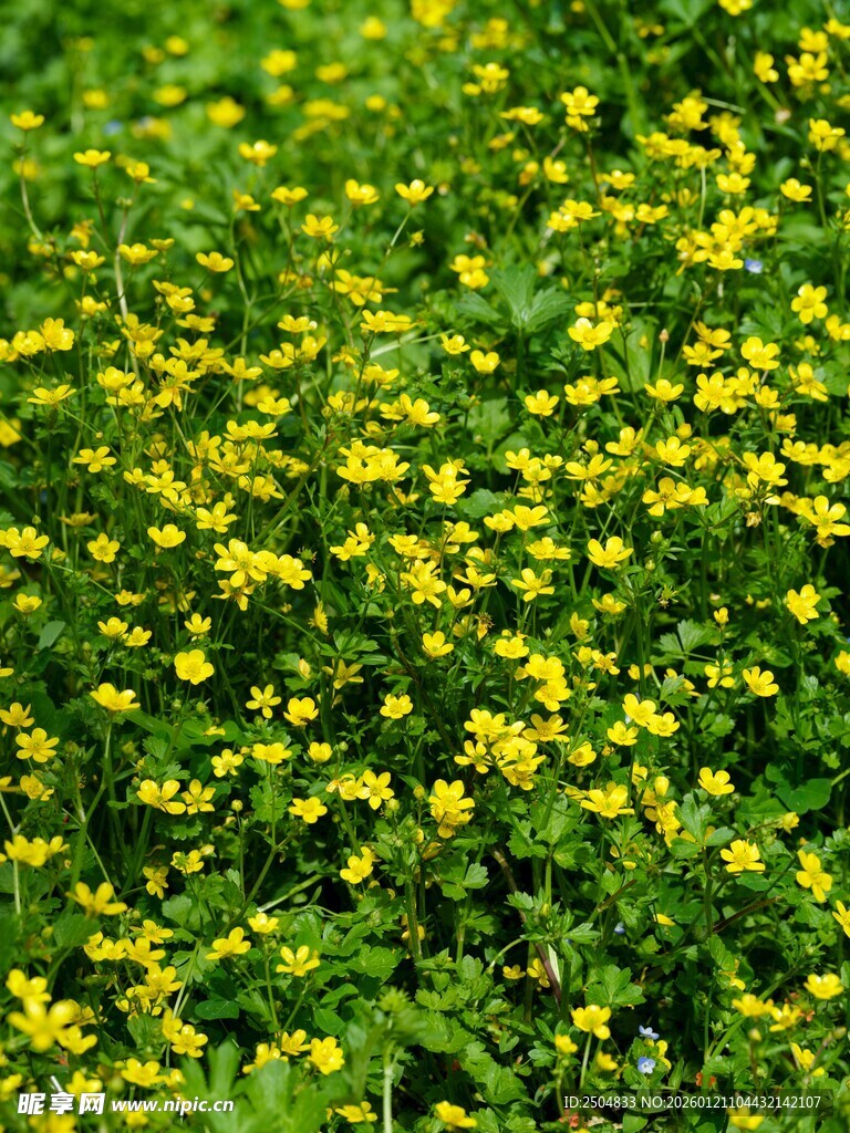 春日油菜花田美景