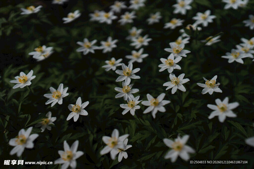 草地上的白色小花绽放