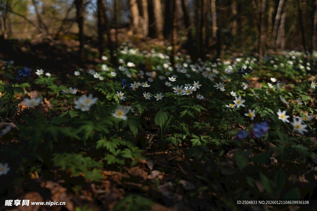 森林中绽放的白色花朵