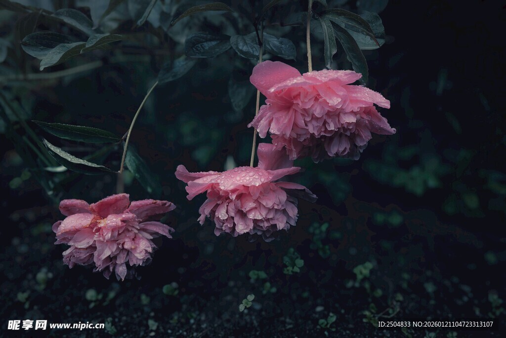 娇艳粉色花朵绽放