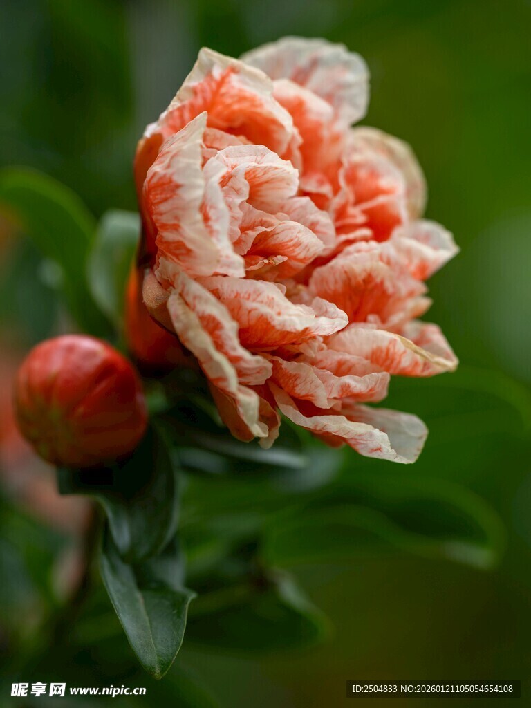 娇艳盛开的粉色石榴花