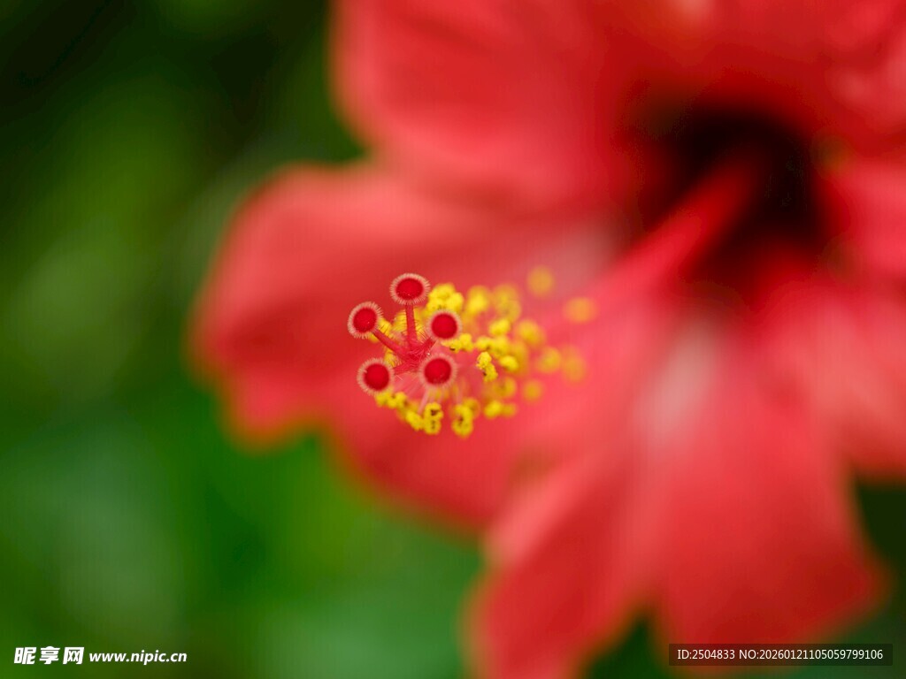 娇艳红扶桑花特写