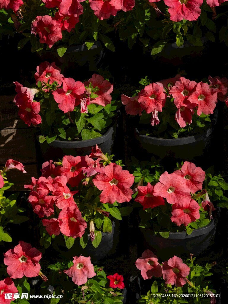 鲜艳盆栽花卉绽放