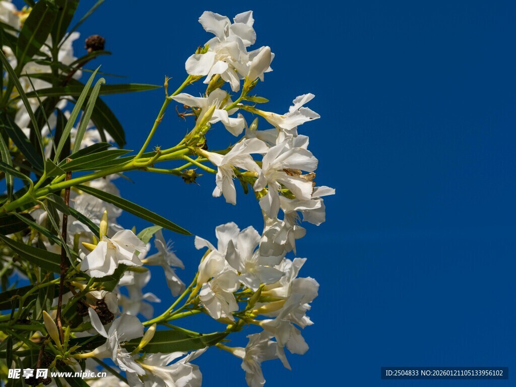 蓝天下绽放的白色花朵