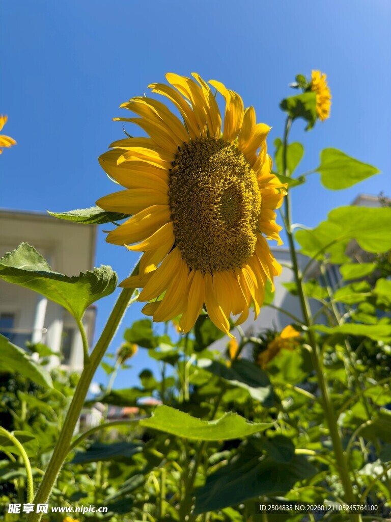 阳光下绽放的向日葵