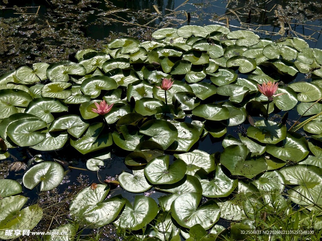 池塘中的睡莲与荷叶