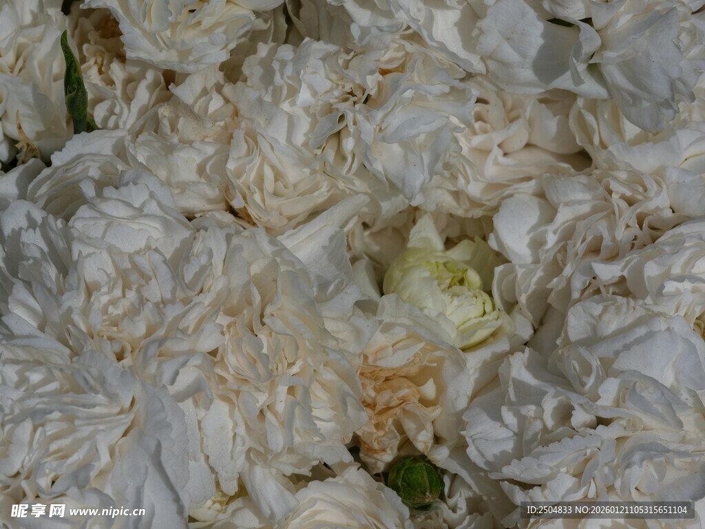 白色褶皱纹理岩石特写