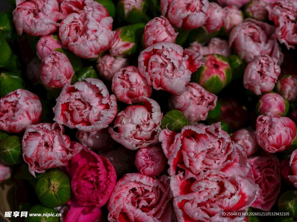 多彩娇艳的重瓣玫瑰花海