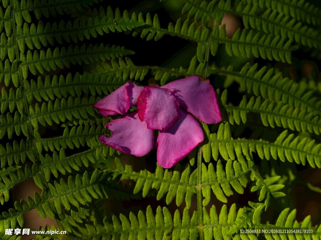 蕨丛中的娇艳紫花