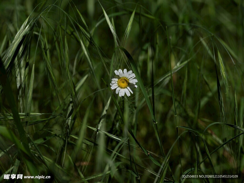 草丛中的小雏菊