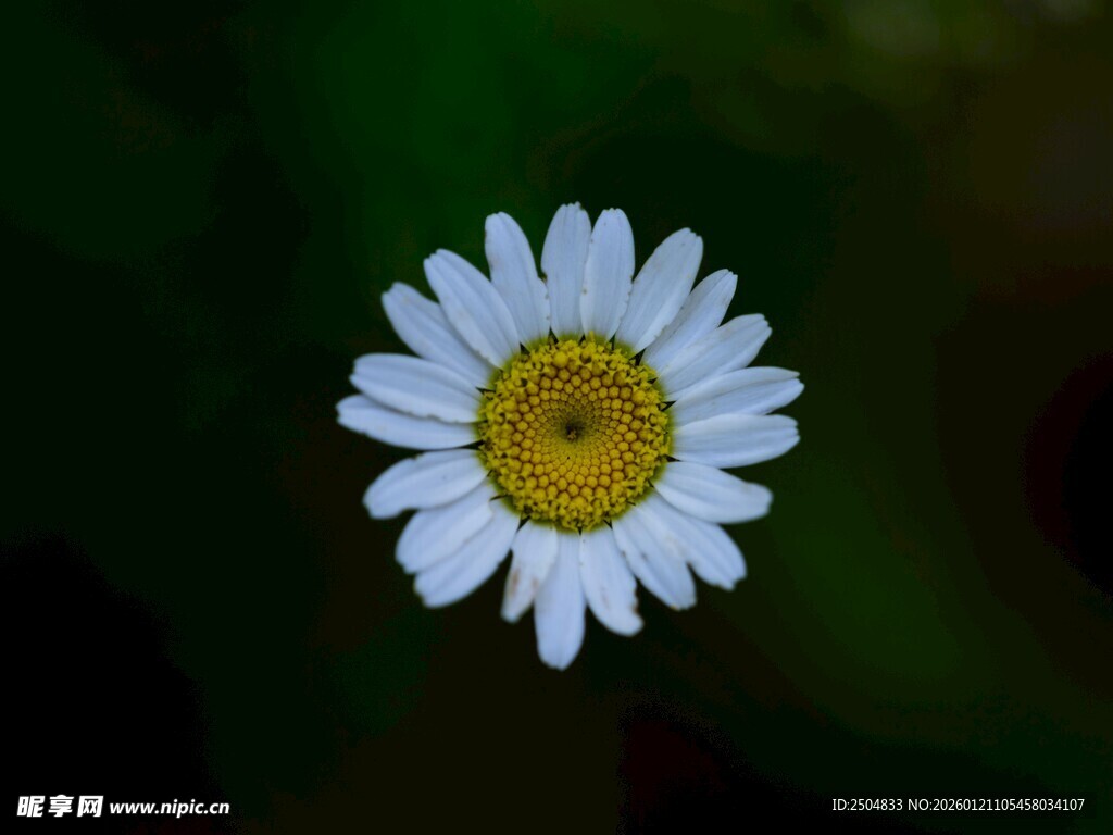 白色雏菊特写