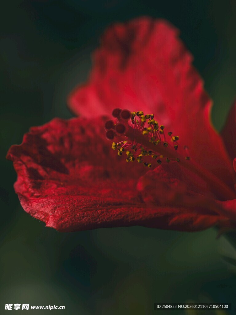娇艳红扶桑花特写