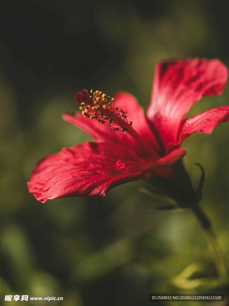 娇艳红扶桑花特写