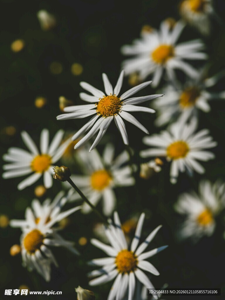 白色小雏菊绽放画面