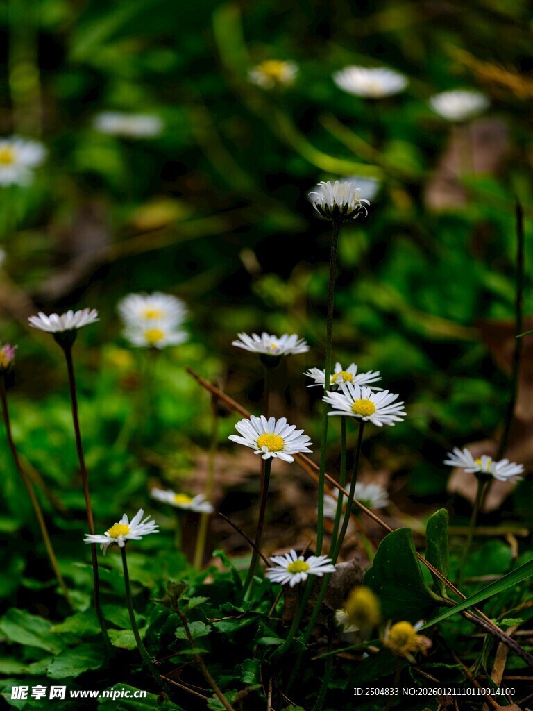草丛中的白色小花绽放
