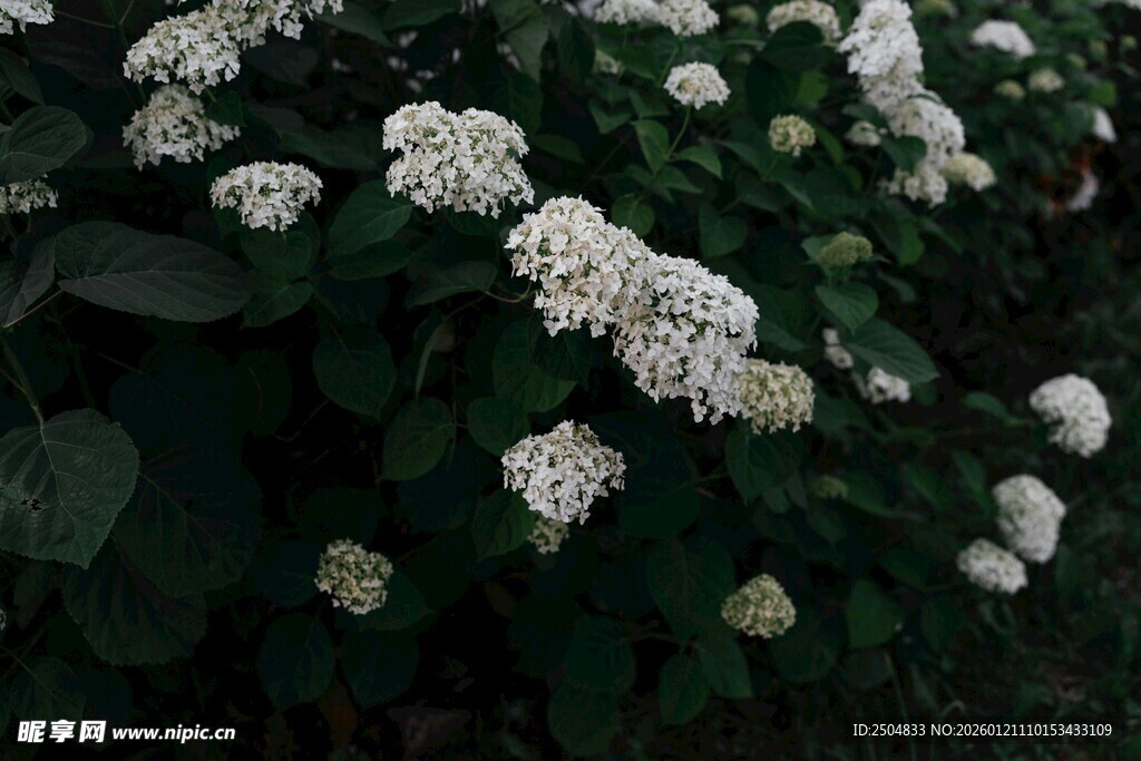 白色绣球花绽放