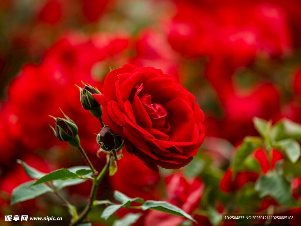 娇艳红玫瑰绽放