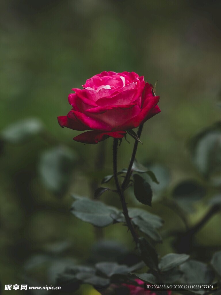 娇艳红玫瑰绽放于绿野