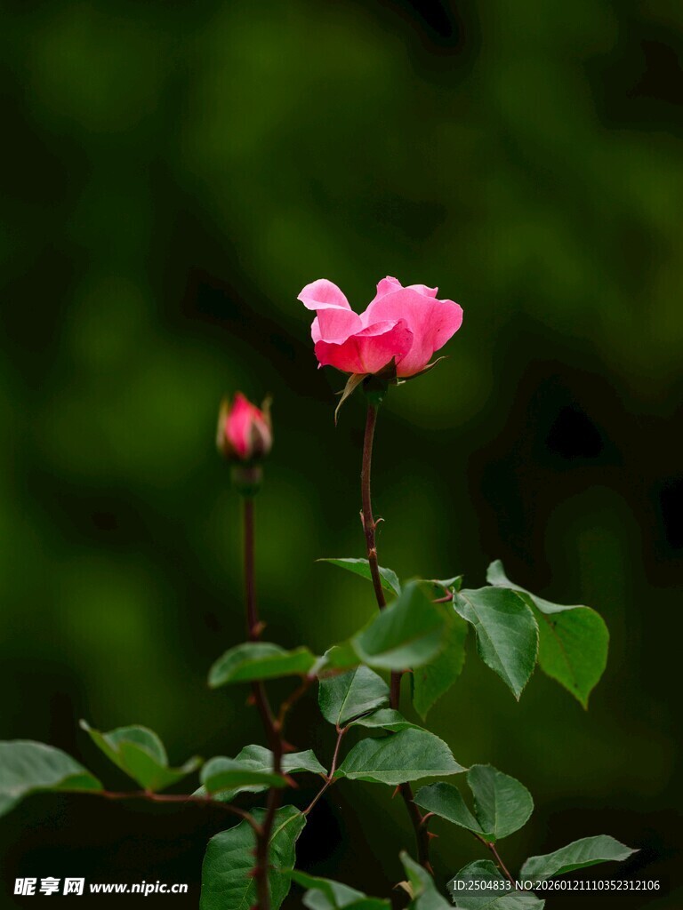 娇艳粉色月季花绽放