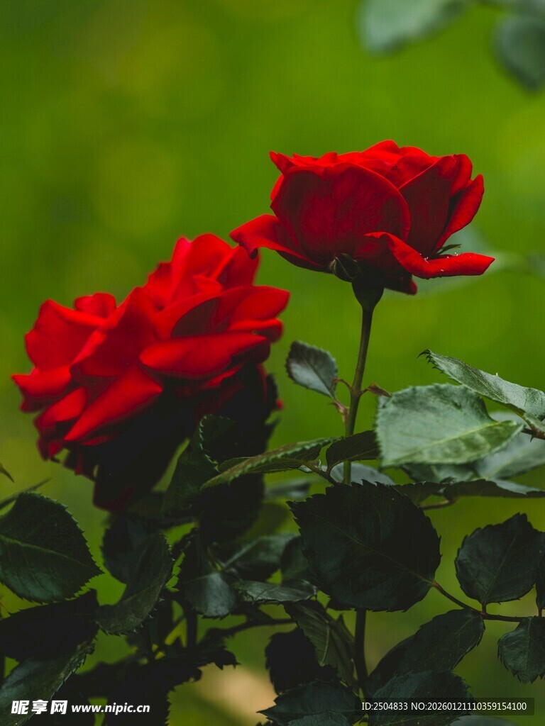 娇艳红玫瑰绽放