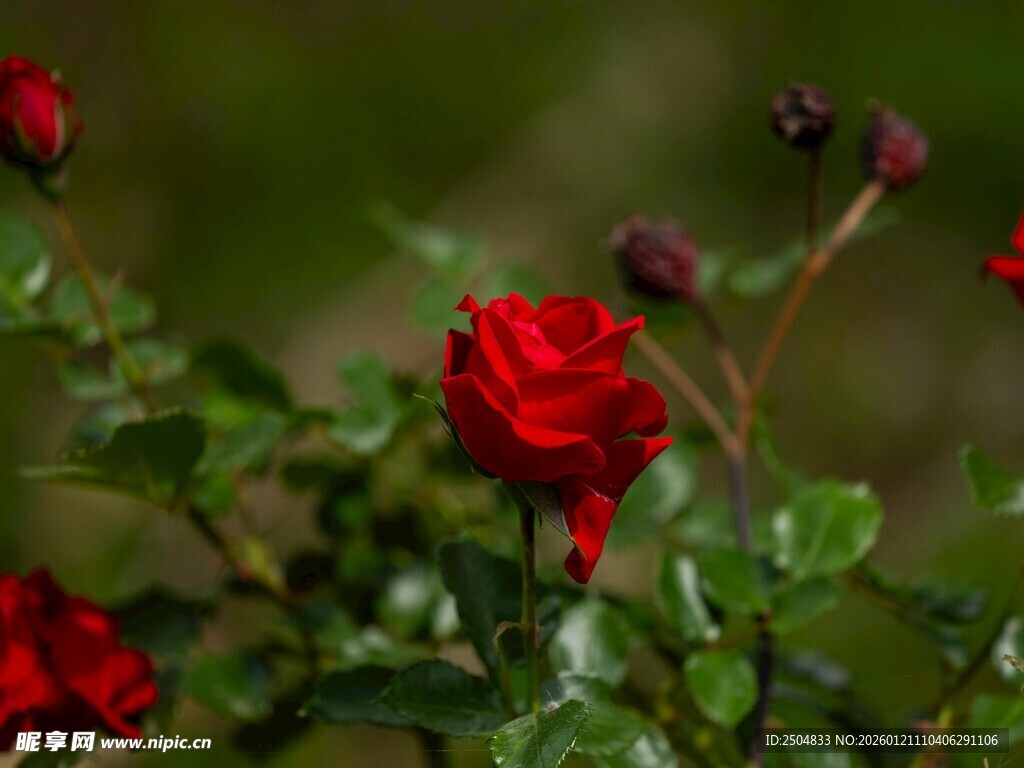 娇艳红玫瑰绽放绿叶间