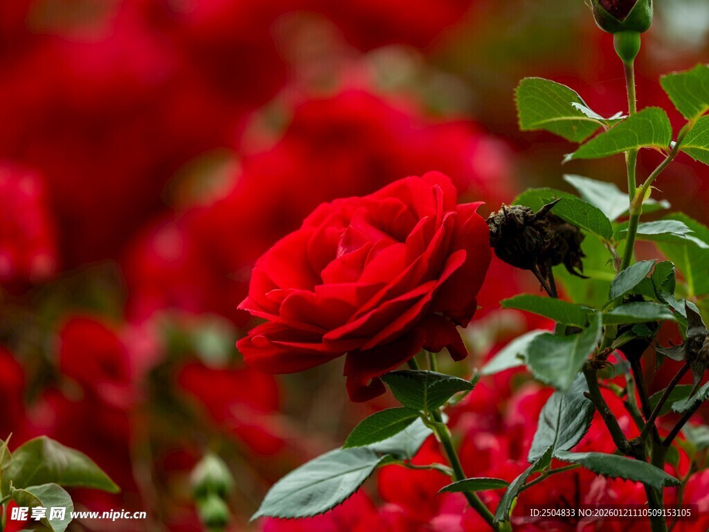 娇艳红玫瑰绽放