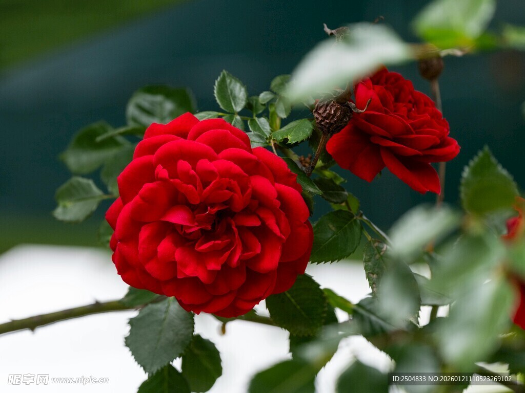 娇艳红玫瑰绽放