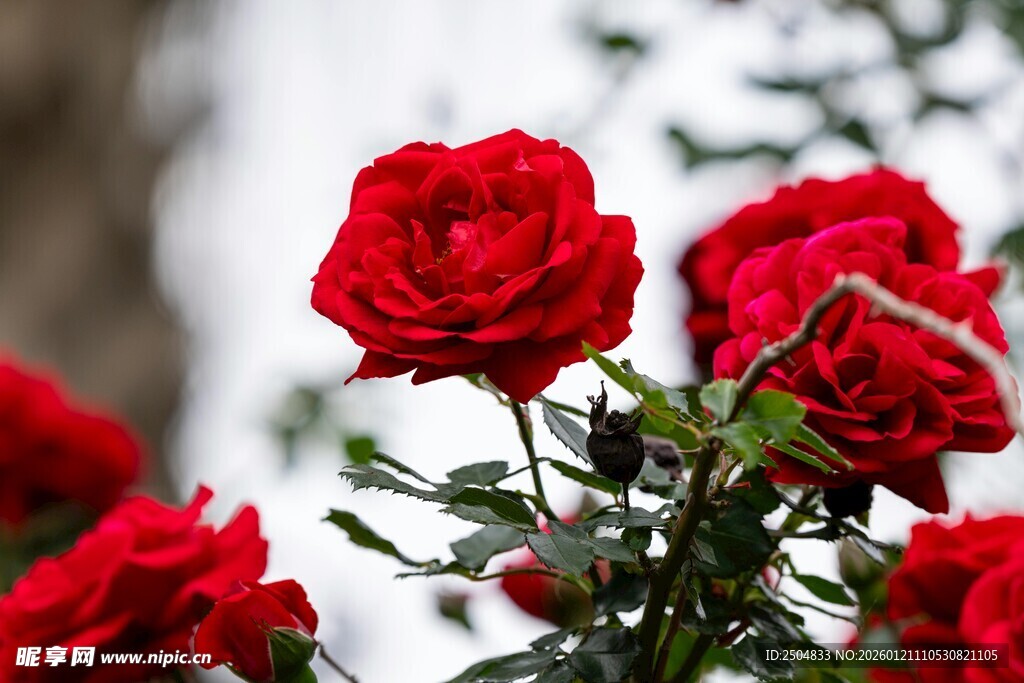 娇艳红玫瑰绽放